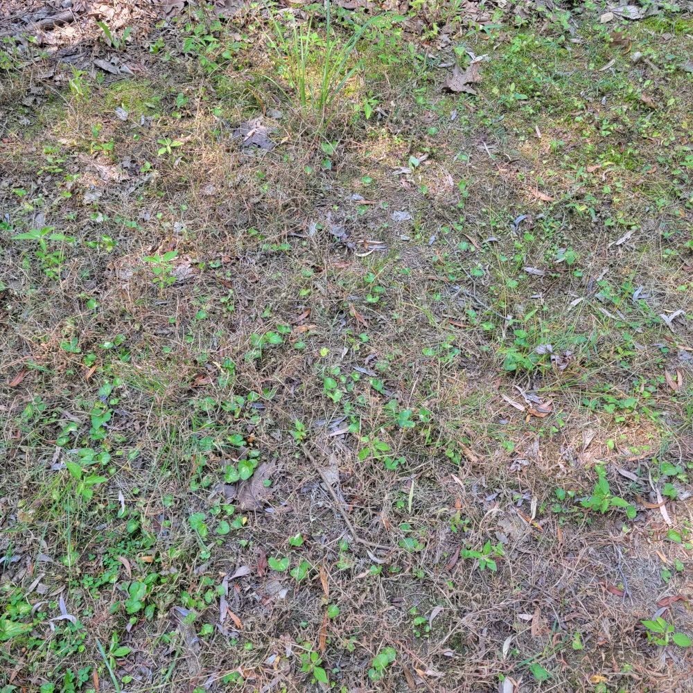 Various native plants remain green - three seed mercury, violets, poverty oatgrass and sedges. Brown dead growth is stiltgrass.