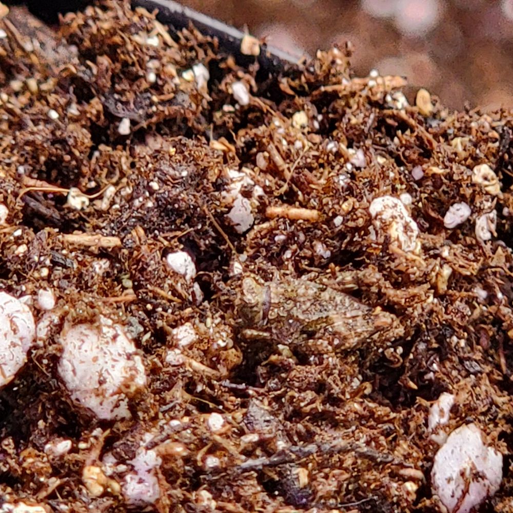 Very well camouflaged cricket in potting mix, zoomed in 10x