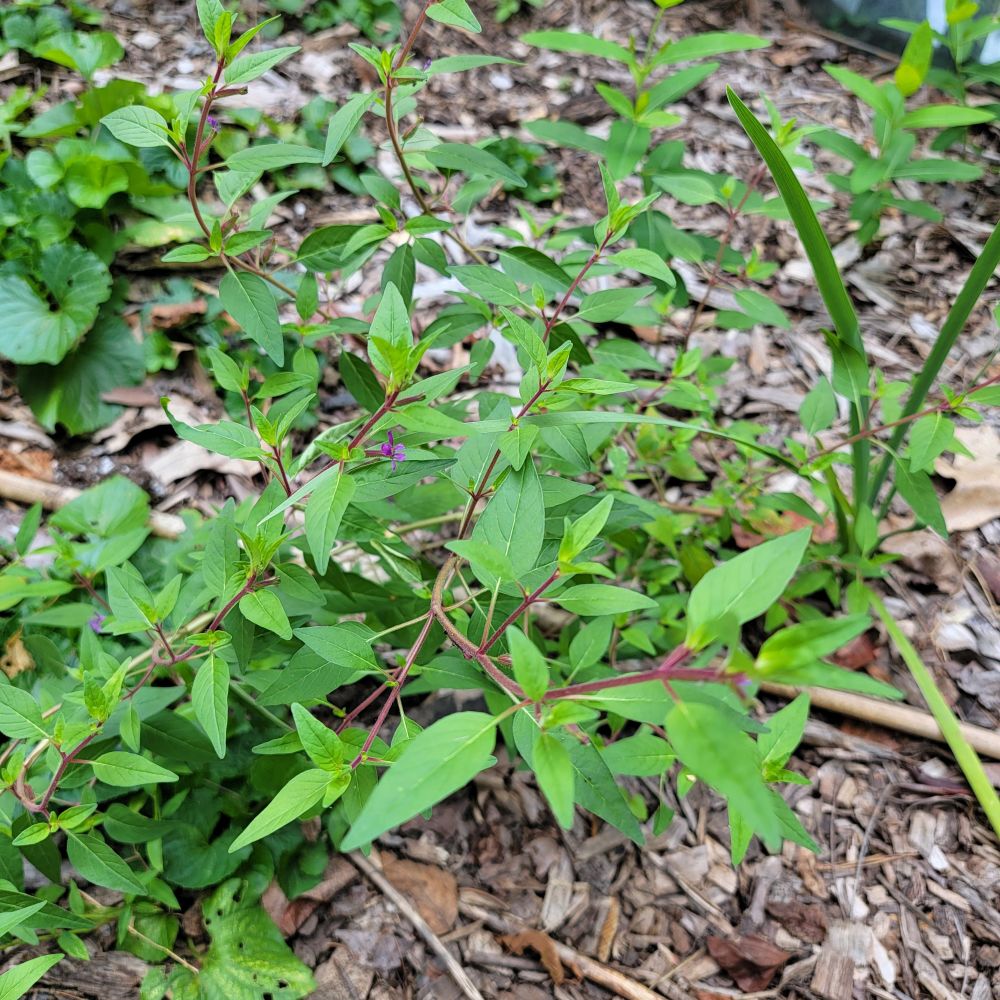 Cuphea viscosissima in part sun, form and tiny purple flowers, red stems