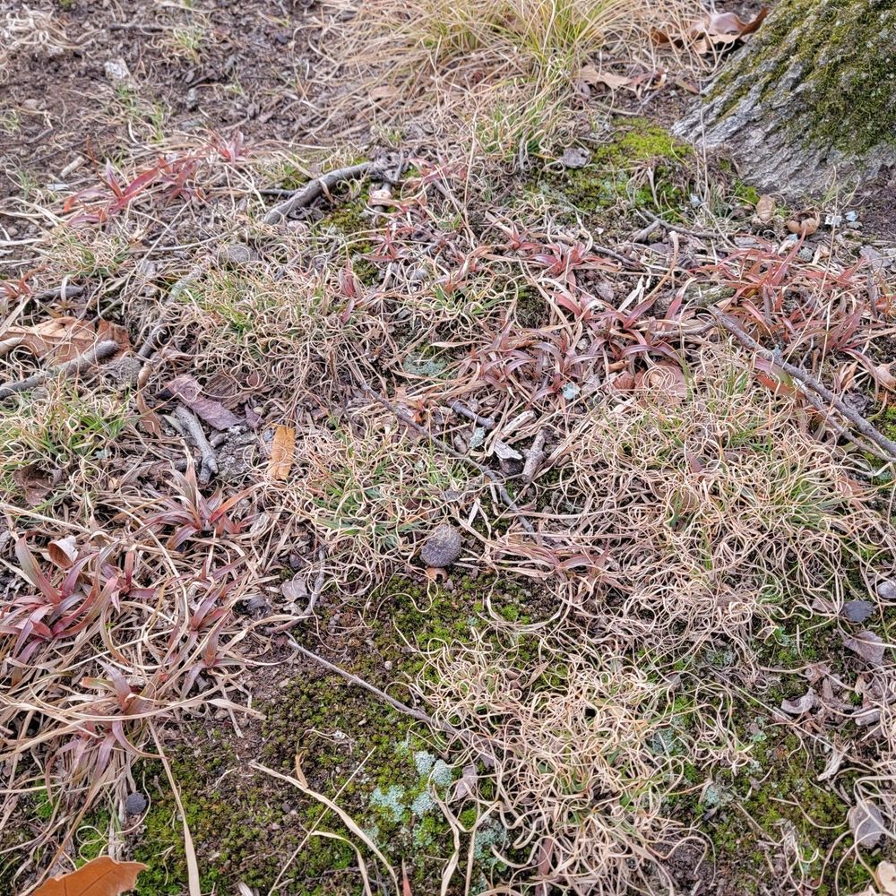 Luzula spp. (woodrush) is red in the winter months. The curlicue grasses are Danthonia spicata (poverty oatgrass). At the top you get a hint of Carex albicans (white tinted sedge) which prefers the sunnier, drier (upland) portions of the woods. Luzula will not grow anywhere there's too much sun. Danthonia seems to be happy wherever. And, of course, mosses and lichens. There are plenty of mosses and lichens to be seen everywhere. 