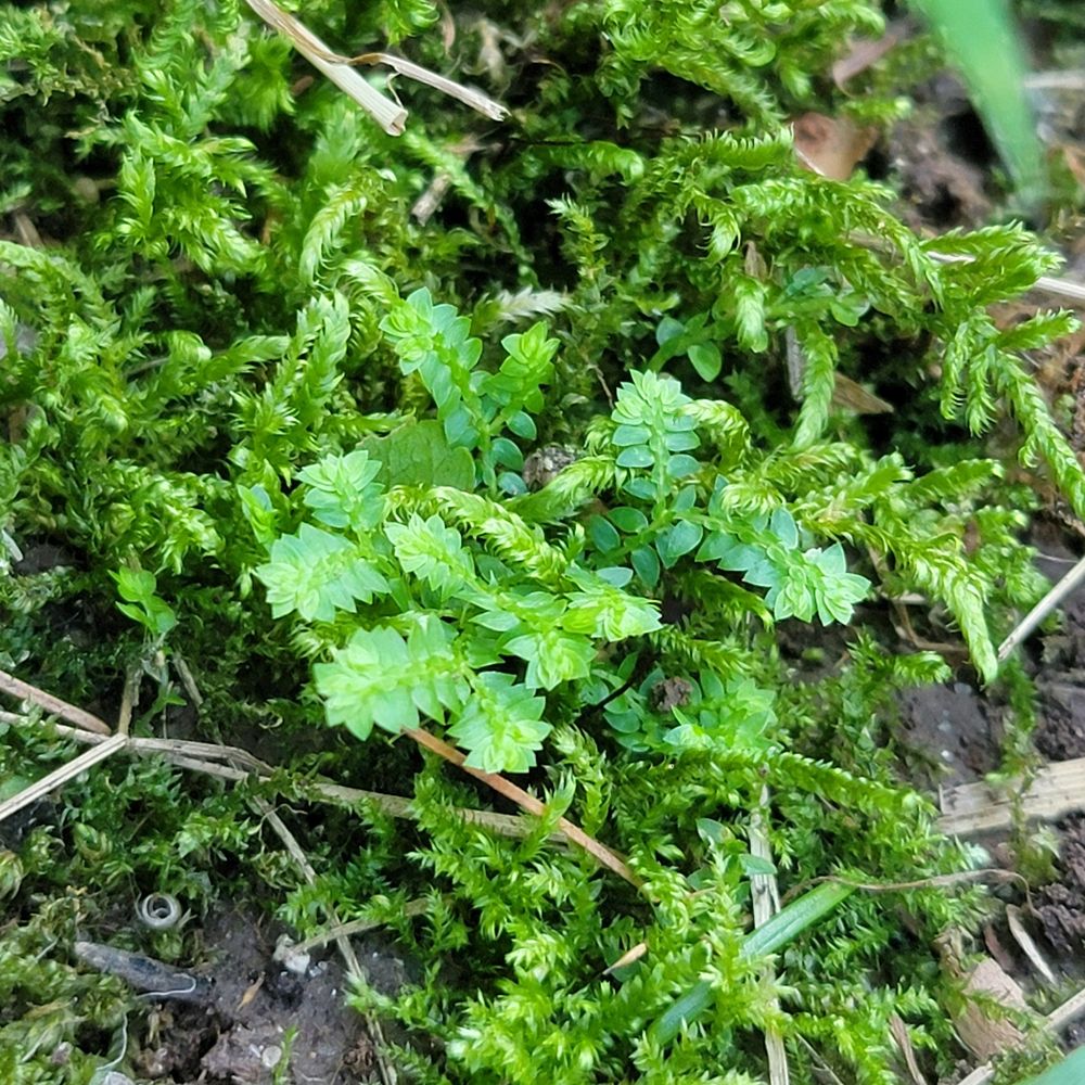 tiny Selaginella apoda growing among moss