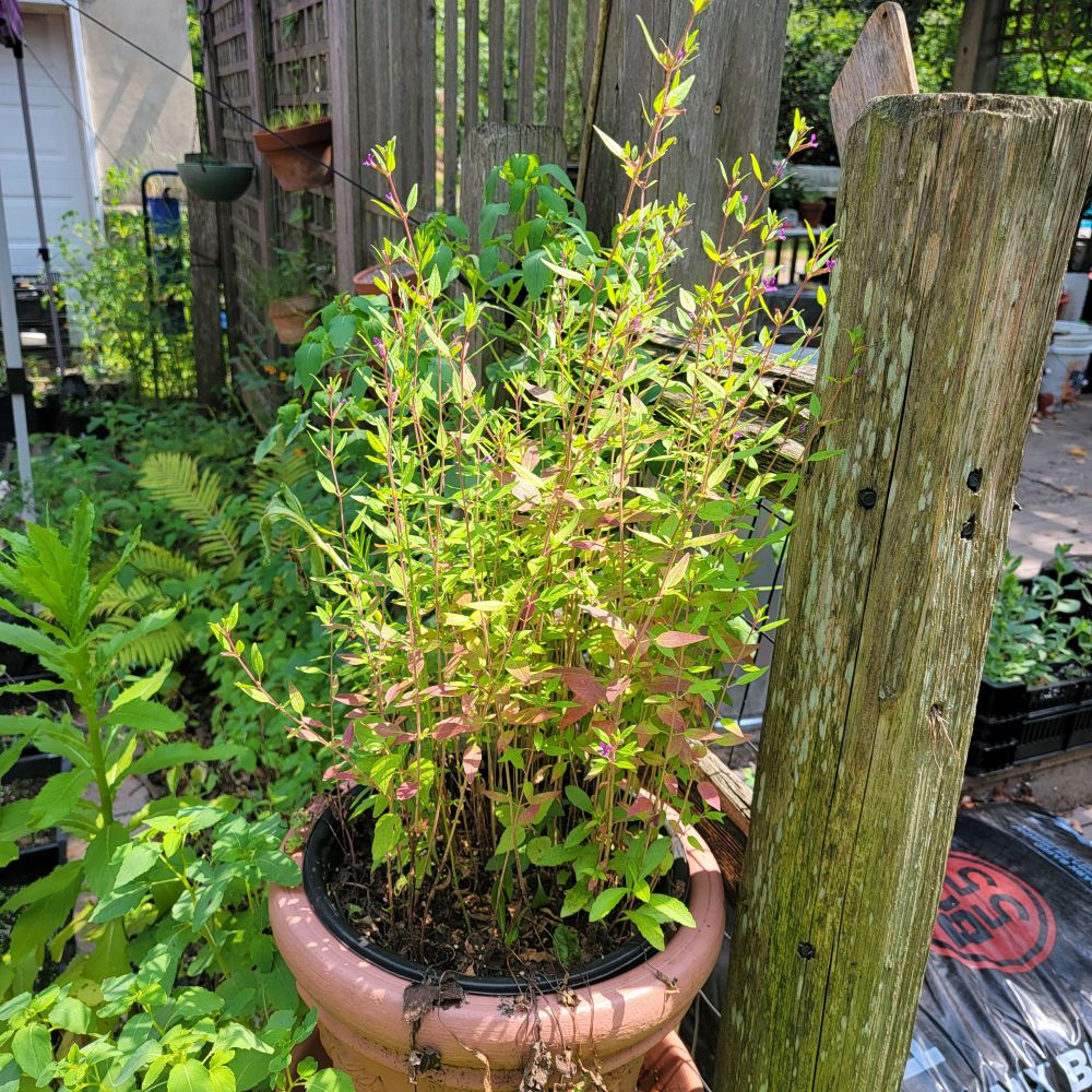 Pot full of Cuphea viscosissima, growing in full sun next to the pergola.
