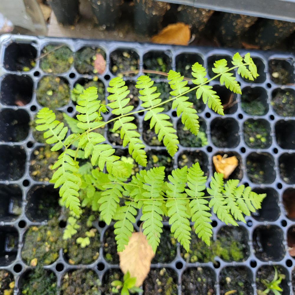 Marsh fern volunteer growing happily in a seedling flat.