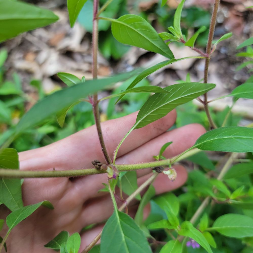 Cuphea viscosissima ripe seeds still stuck to the plant