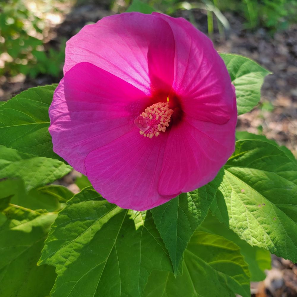Hibiscus moscheutos flower, seed grown in 2024