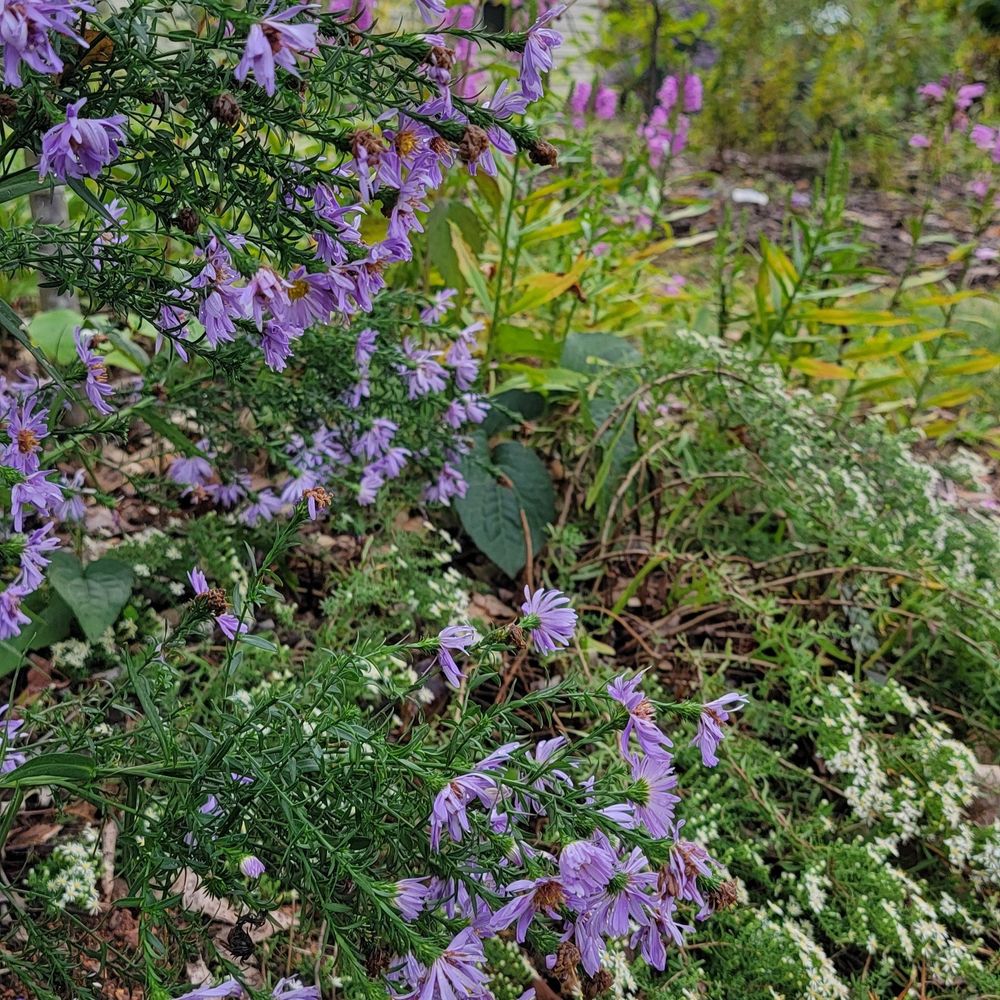 One of the asters that wasn't tagged but I hadn't keyed out, 'Snow Flurry' aster, Physostegia virginiana (one of the nativars)