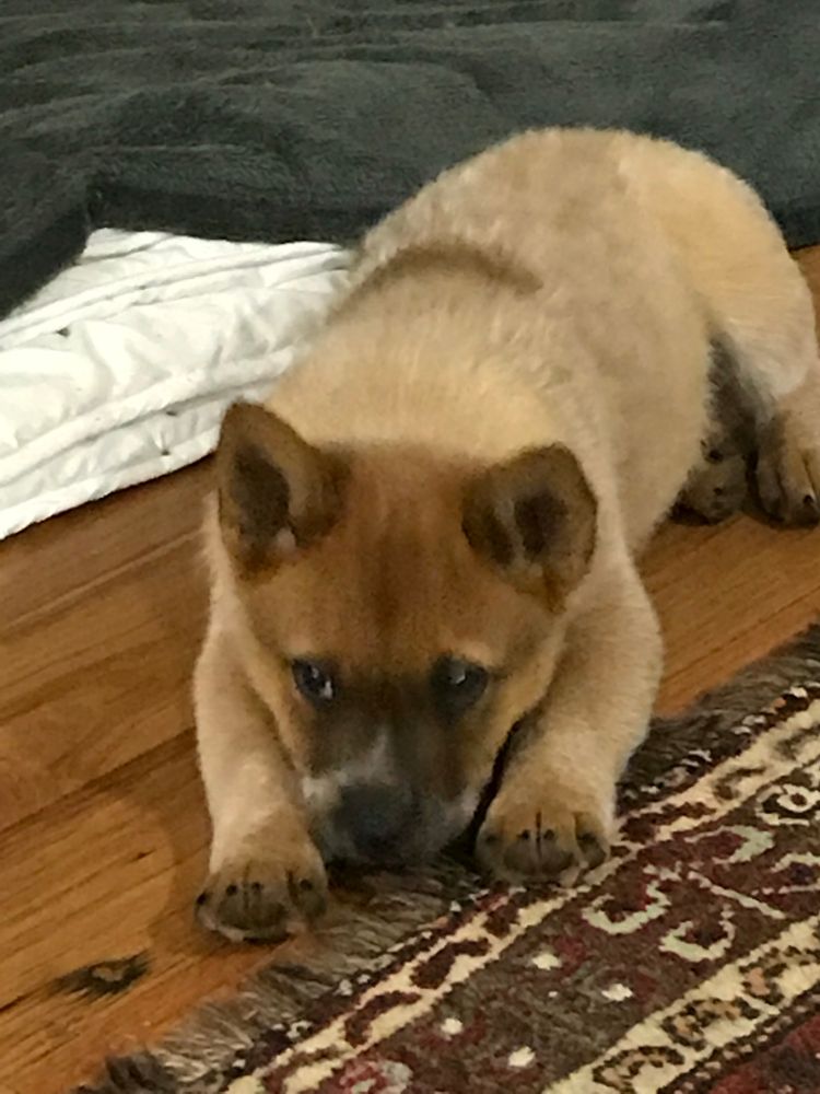 2 month old red cattle dog