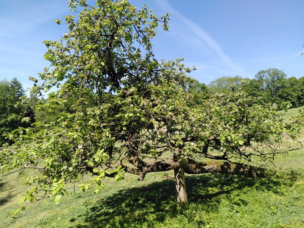 Sehr sehr schiefer Apfelbaum mit einem Holzbalken gestützt
