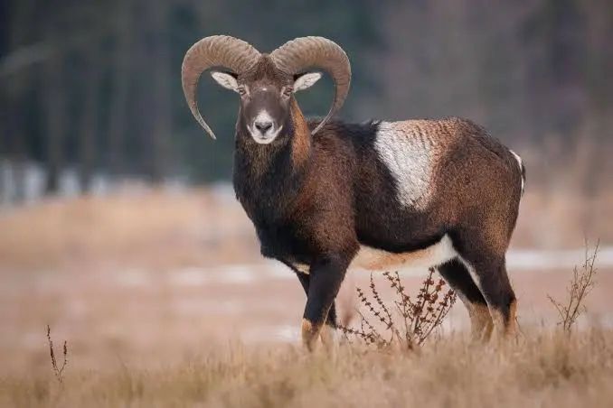 Apparently this is a mouflon. A ram with cool horns. 