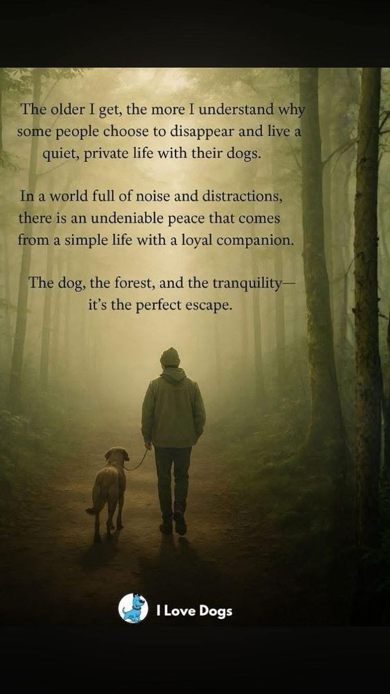 A person calmly walking through a wood with their dog with the sun shining down through the mist. 