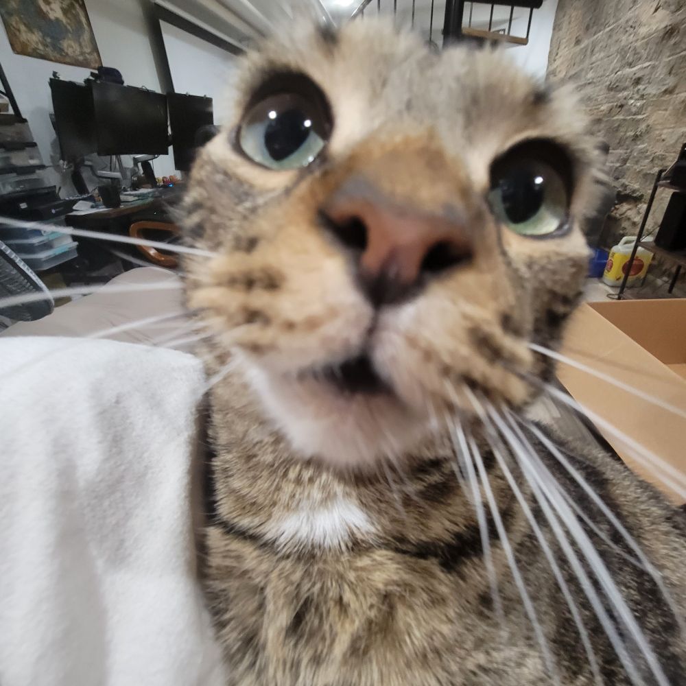 Photo close-up of a brown tabby cat with big green eyes, pink nose, and a slightly open mouth. 