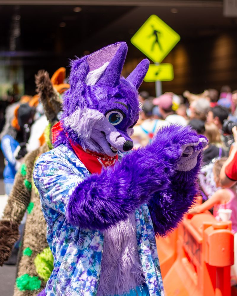 Niqnaq making a heart shape with his paws in the fursuit parade at Anthrocon 2025