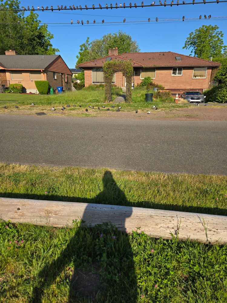 Picture of a brown house with at least three dozen pigeons on the ground and on power lines above while photographer's shadow is in the foreground