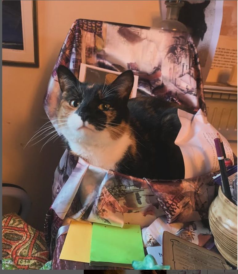 Picture of tortoiseshell cat sitting inside box covered with a coloured scarf, with yellow and green post-it notes in front of her and the side of a beige bowl holding bens.