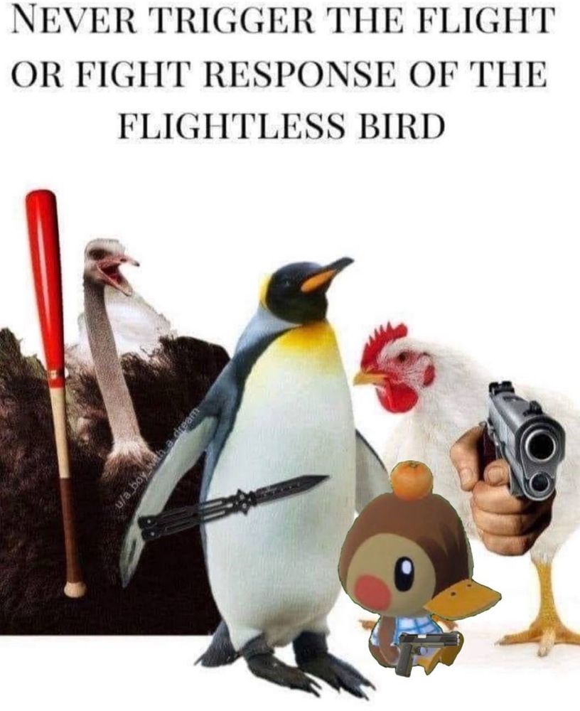 legenda superior: NEVER TRIGGER THE FLIGHT OR FIGHT RESPONSE OF THE FLITGHTLESS BIRD

embaixo, um avestruz "segurando" um taco de beisebol, um pinguim "segurando" um canivete, um patinho, creio que personagem de animal crossing, "segurando" um revolver e uma galinha mau encarada segurando uma pistola com uma mão humana diretamente pra tela