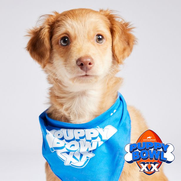 Photo of a puppy from Puppy Bowl XX