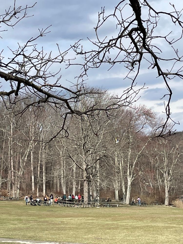buncha people in the distance at some tables in the woods