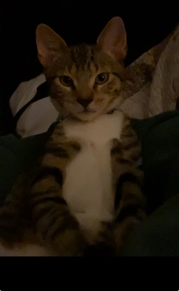 A cat sitting up straight and looking right at the camera
