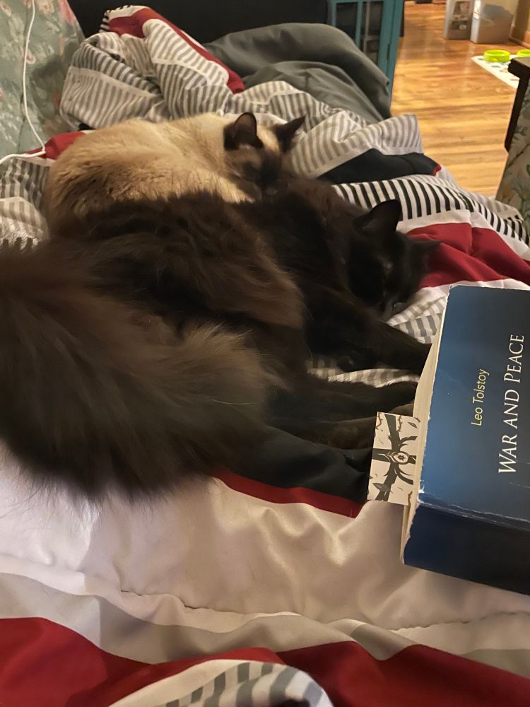 Photo of two cats laying side by side on top of legs which are covered in a blanket. You can see my copy of ‘War and Peace’ to the side.