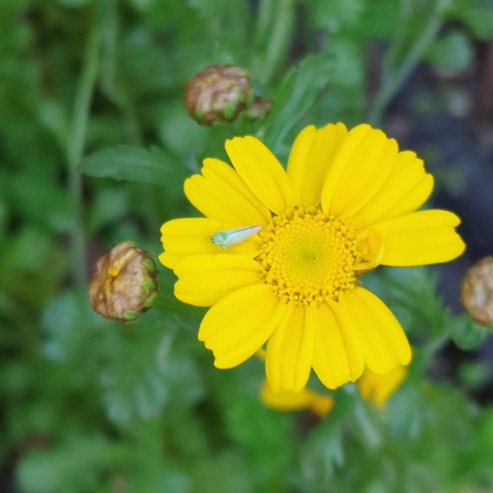 シュンギクの花に
Pagaronia