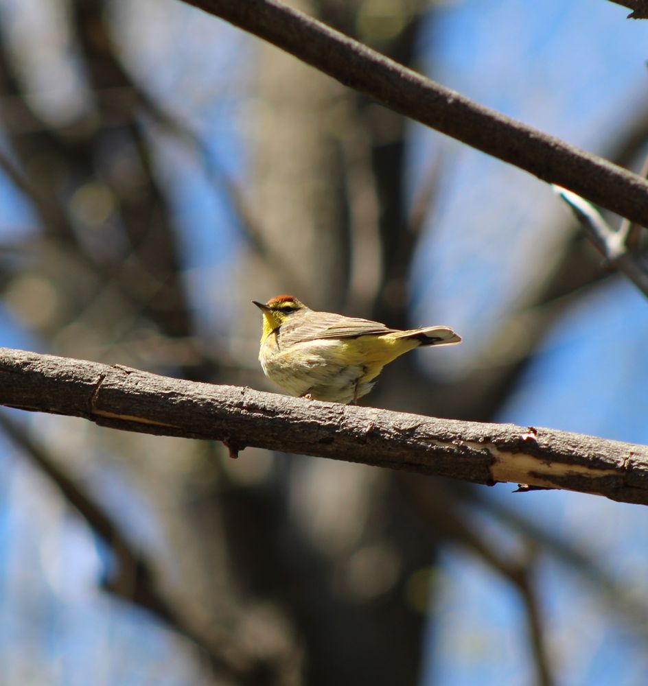 Bird (palm warmer) perched on a branch