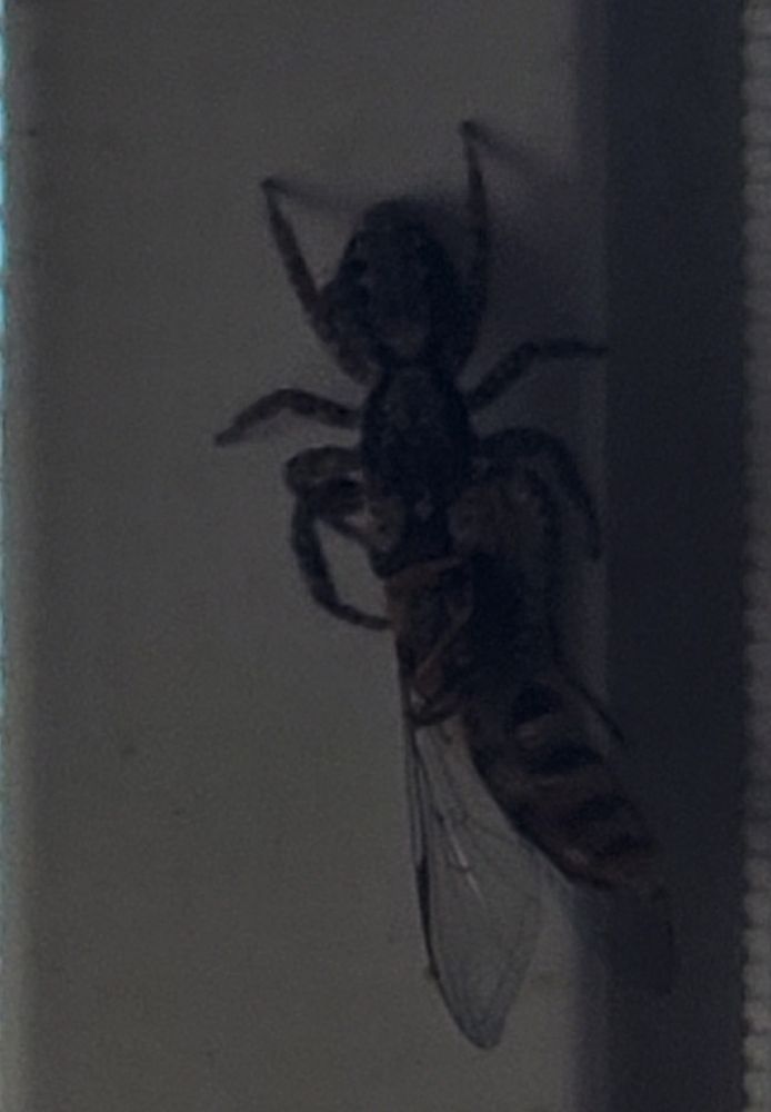 Our spider that lives in our patio caught a wasp today