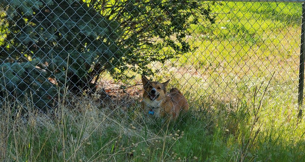My nextdoor neighbor's dog who is a Corgi 