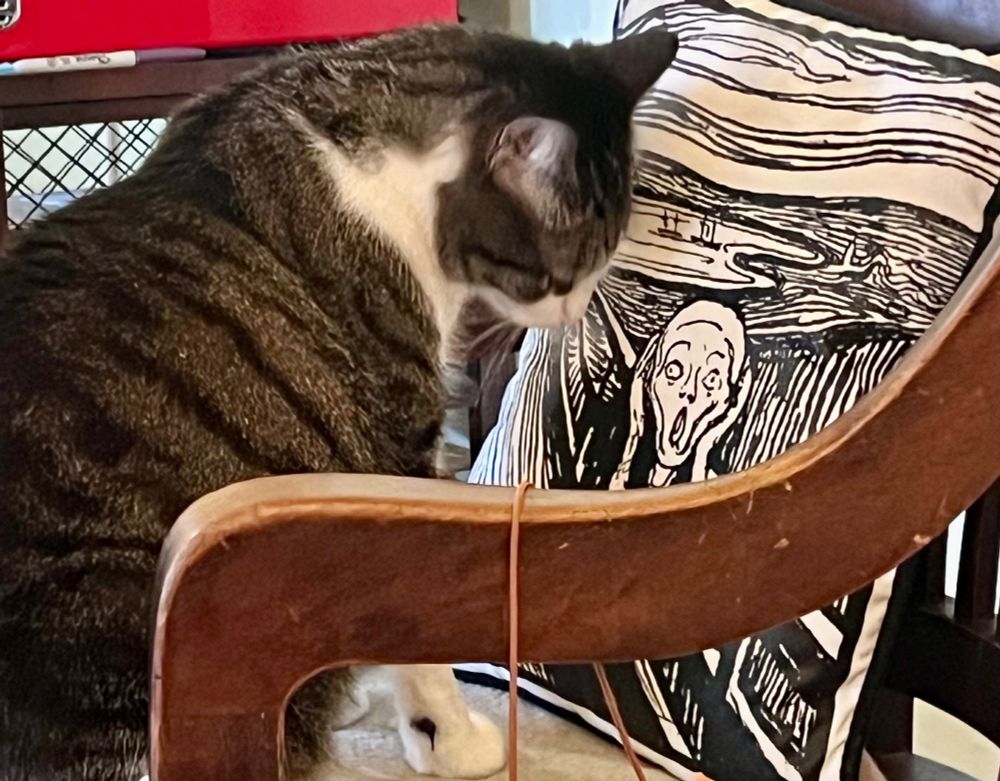 In a wooden chair a head and shoulders portrait of a grey tabby tuxedo coated cat staring at a pillow printed with "The Scream."