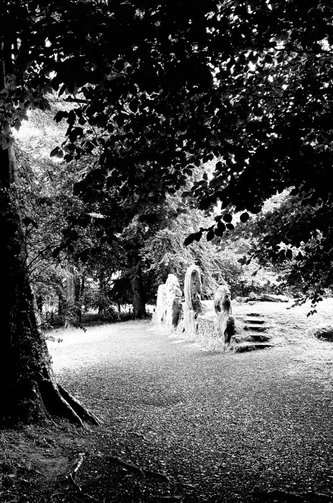 Black and white photo. Approaching Wayland’s Smithy under canopy of dark leaves from the beach trees looming overhead. The stones at the entrance of the longbarrow are in sunlight.