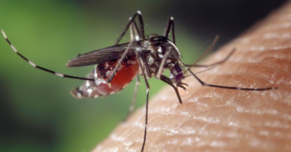 mosquito on an arm