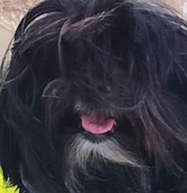 Little, mostly black dog's face, his fur in his eyes, panting.