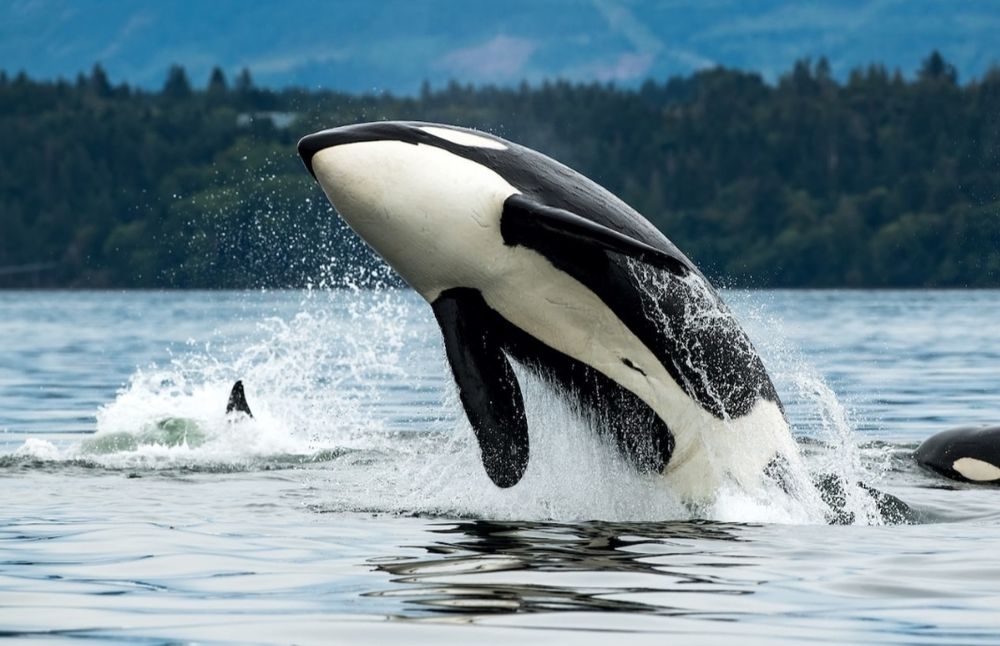 Orca, jumping, breaking from the surface of the water.