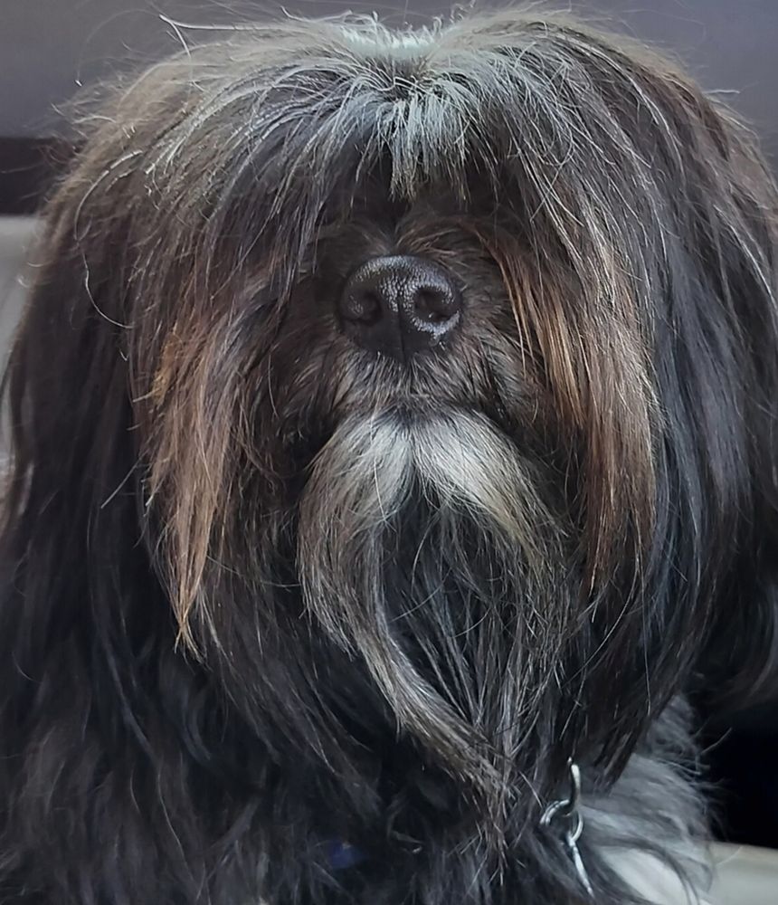 Mostly black long hair dog with white beard, fur covering his eyes.