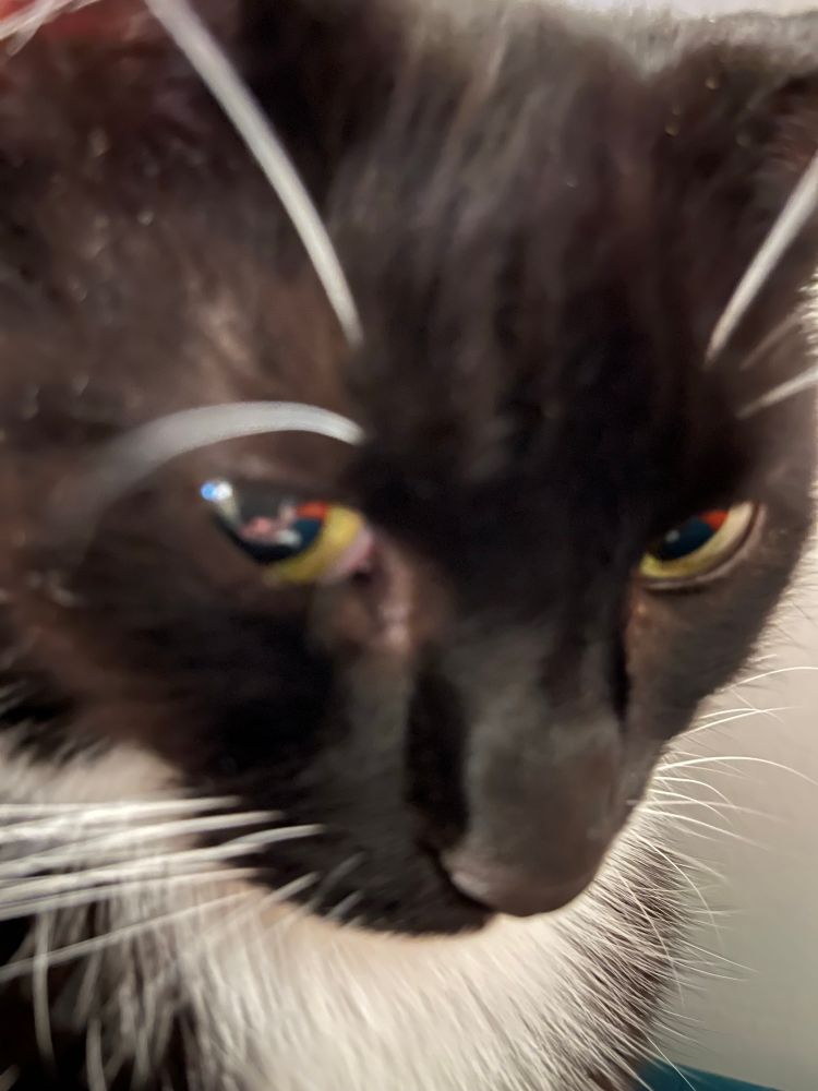 Awk blurry close up of tuxedo cat looking suspicious