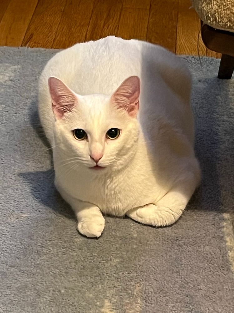 Small white girthy cat laying on his belly with his mouth open looking kinda dense