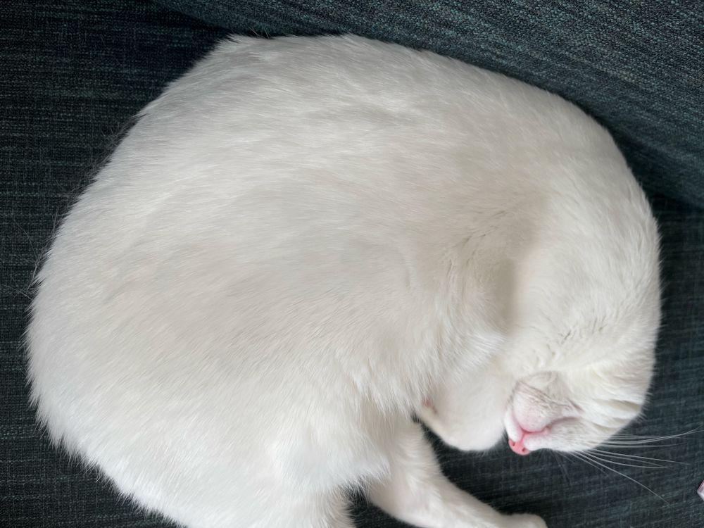 Girthy white cat asleep looking like a dumpling with paws and a mouth
