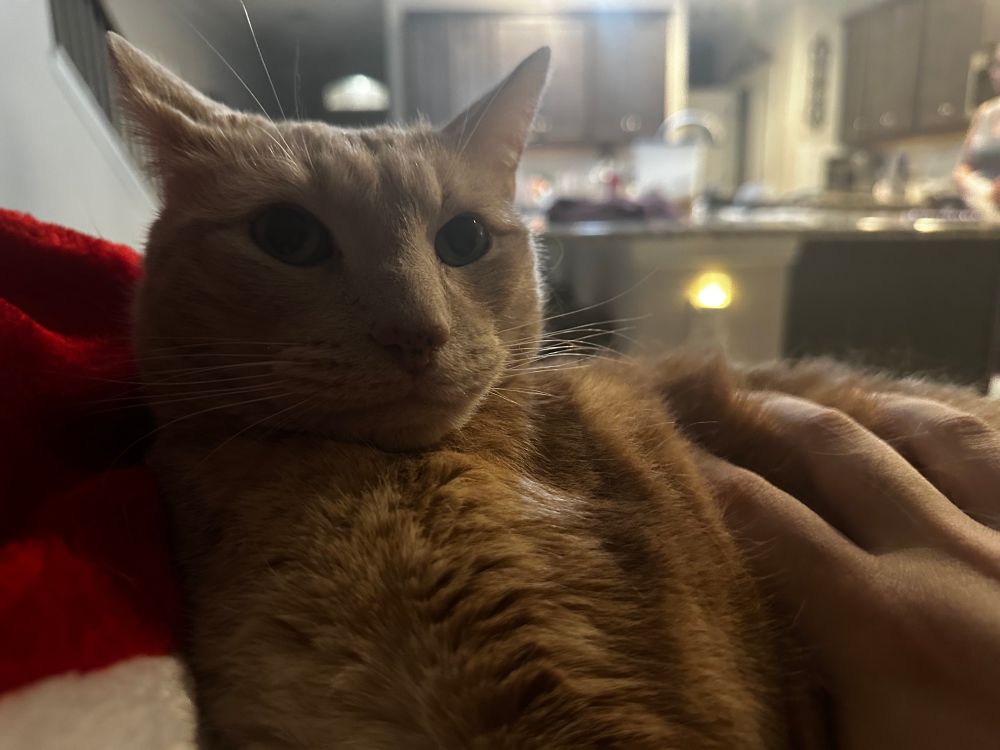 a series of photos of my orange cat Macky looking annoyed as I pet him, eventually biting my hand. he looks past the camera at me for a moment before swiftly moving in for the kill.