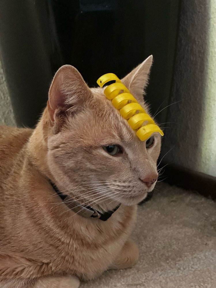 another photo of Macky, wearing a yellow corkscrew-shaped cat toy as a hat.