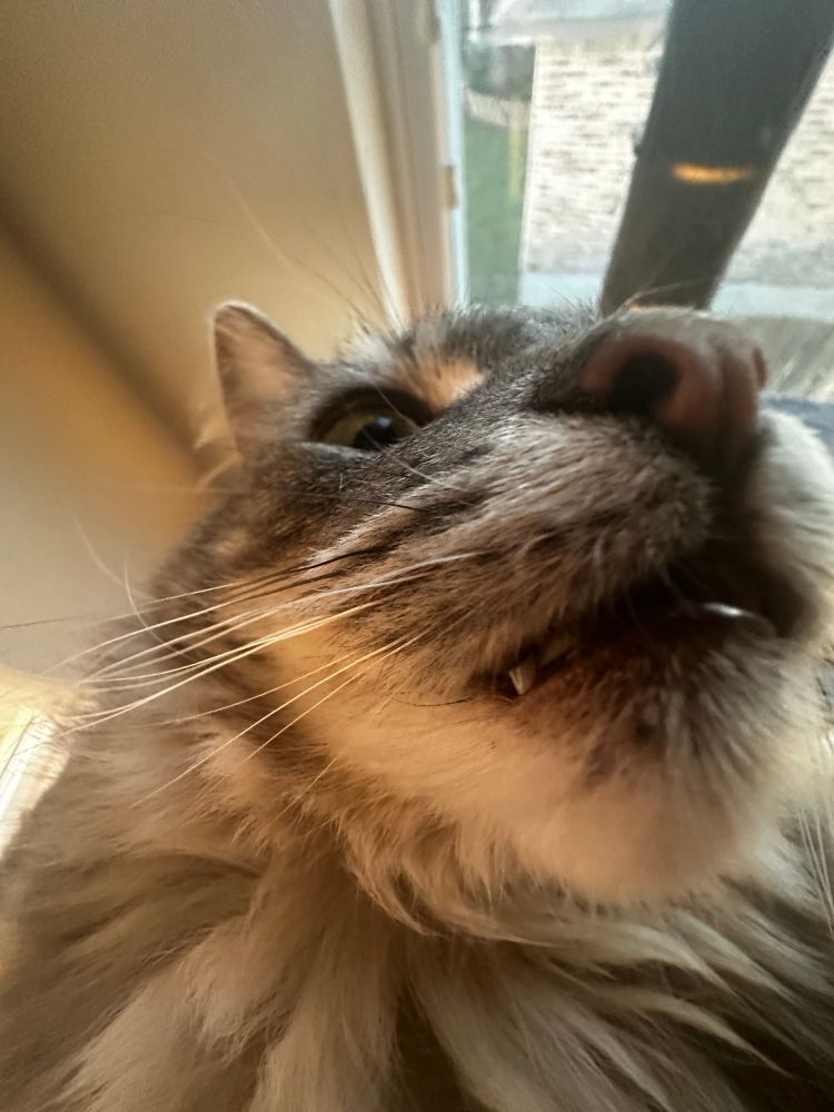 various photos of my cat Oliver (a.k.a. Beanie) taken from extreme close-up angles. his fluffy fur is a combination of gray and white, and his mouth is slightly open, revealing his teeth.