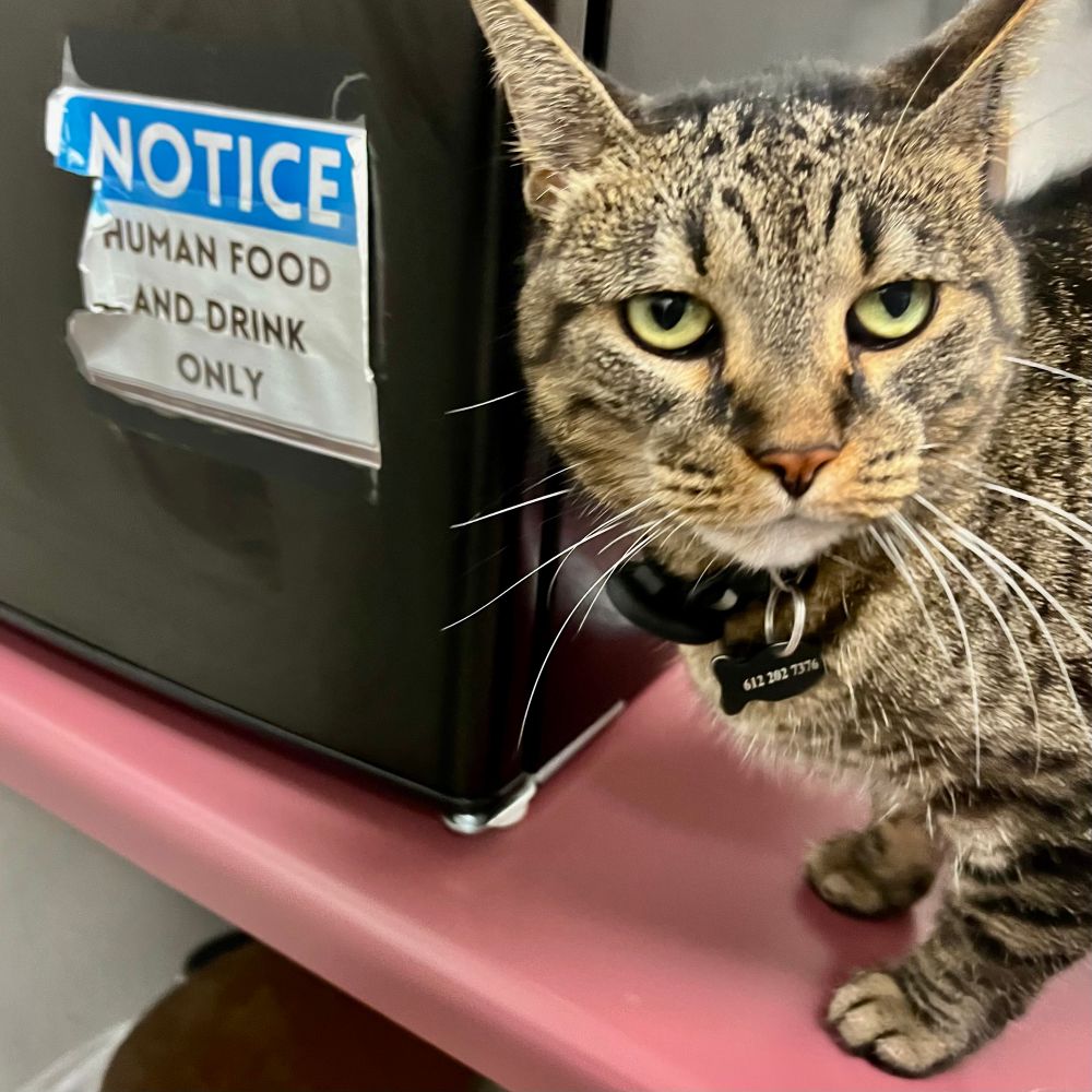 Phoebe the cat not amused by sign on fridge saying “human food only”