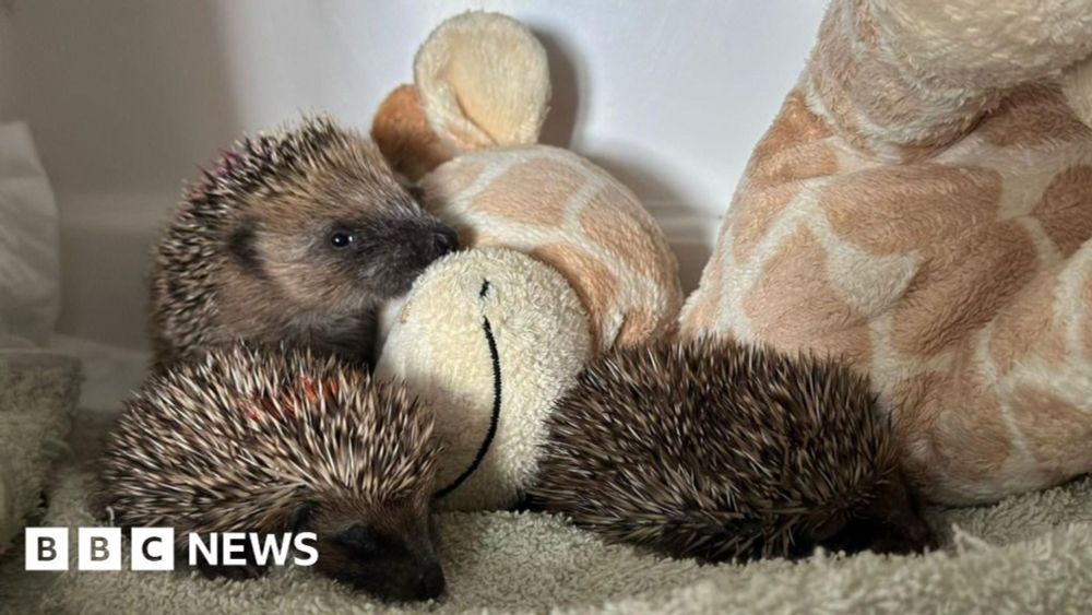 Oxfordshire Wildlife Rescue uses discarded Reading Festival towels