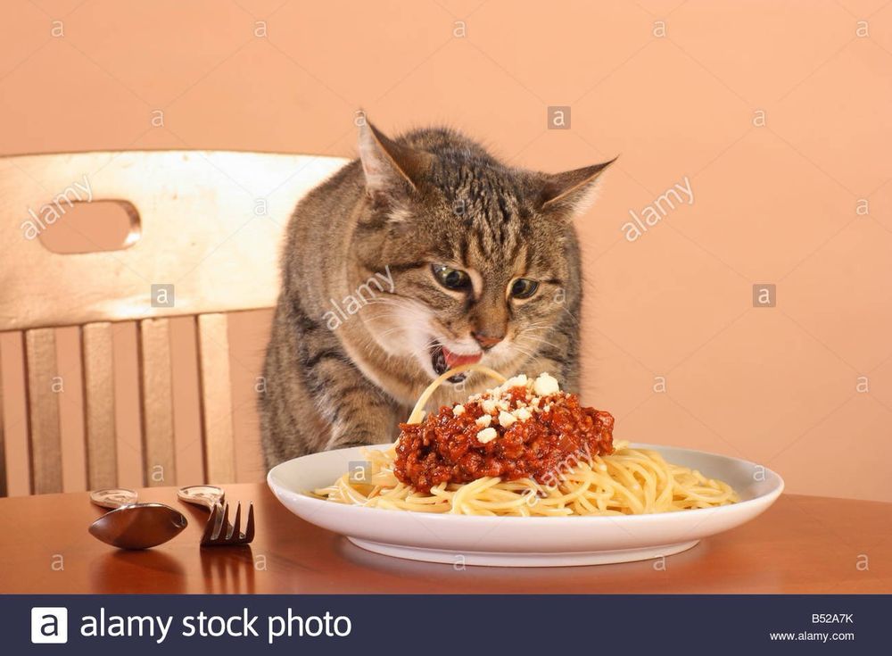 Stock photo of a cat about to fuck up (eat) a plate of spaghetti. The image is poorly photoshopped and there are watermarks. 