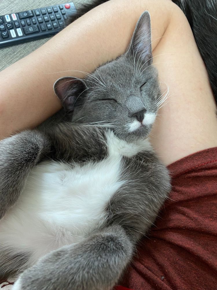 Adorable grey and white tuxedo cat Atticus