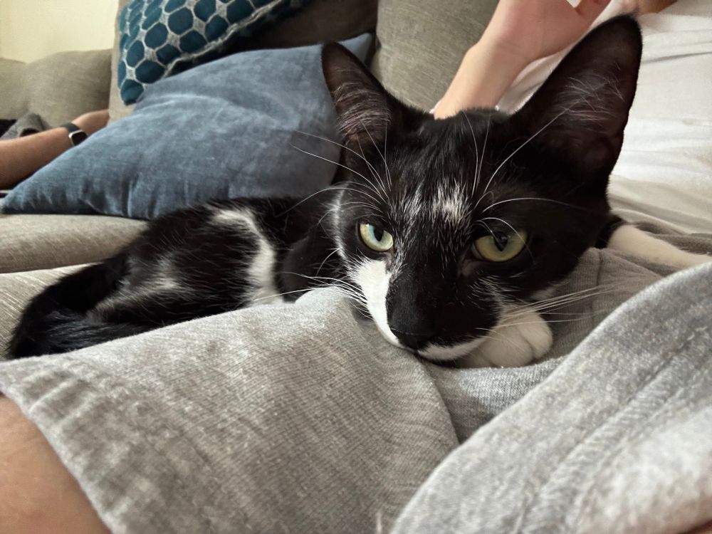 Adorable black and white tuxedo cat Axel