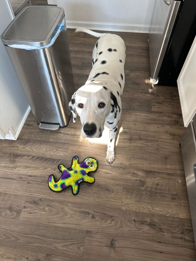 Dalmatian pup name Kobe