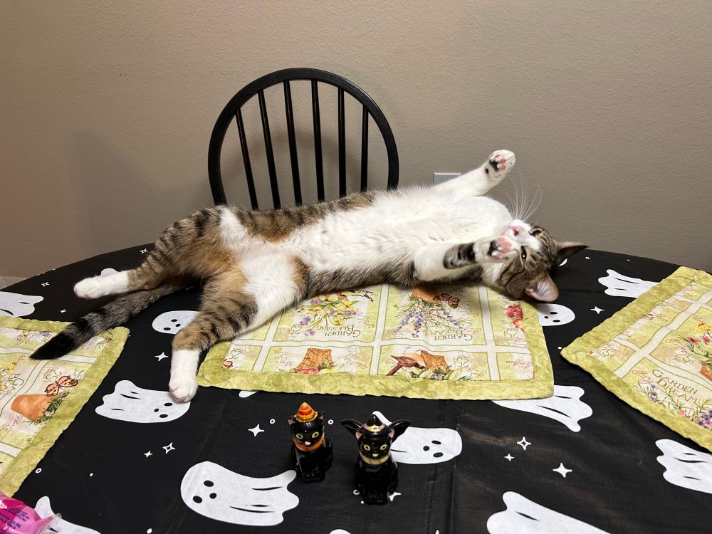 A white and tabby cat rolling onto his back on top of a table and placemat 
