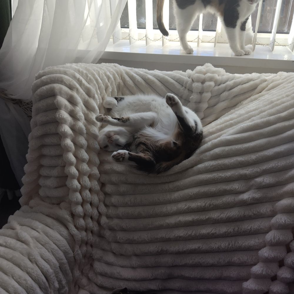 Cat curled up in a funny position. Lying on a white throw