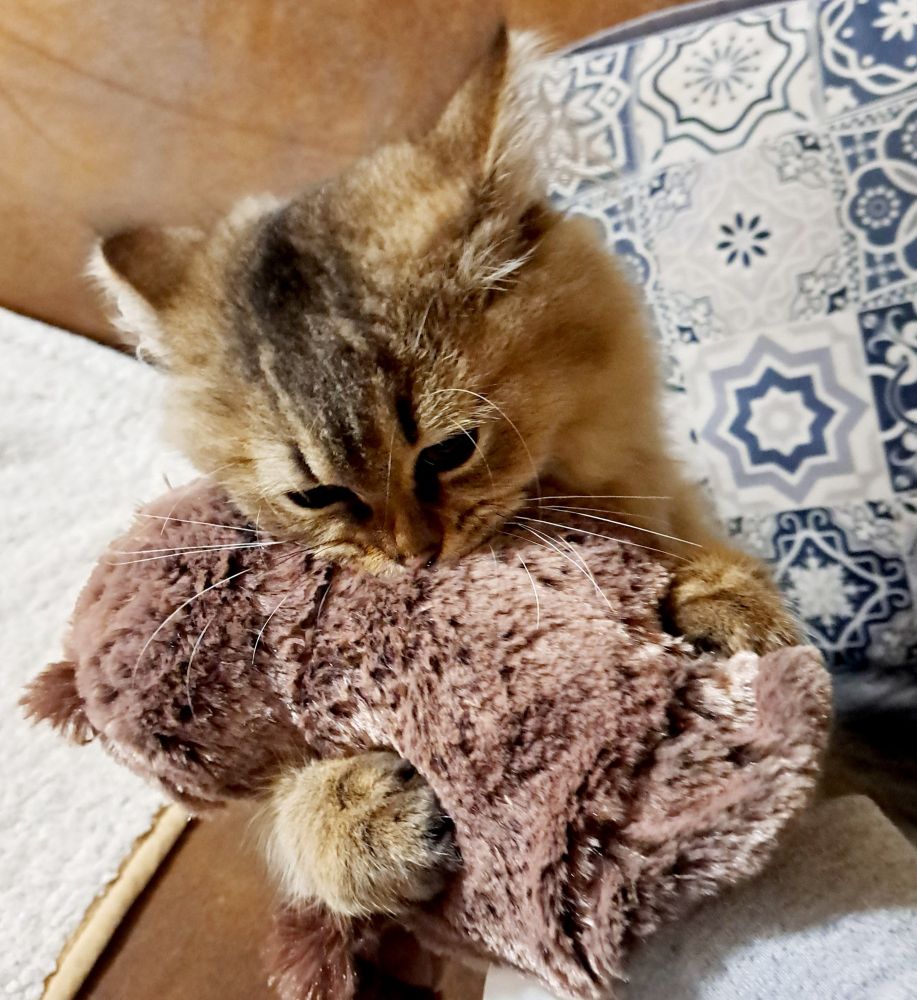 Katze umarmt ihr Stoffeule.