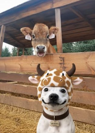 A dog with a tag that says "BUDDY" poses in front of a manger. He wears a hat that has a cow face, ears, horns, and brown spots on it. Buddy is smiling. He is white with dark eyes and a black nose and mouth, so his smile is easy to see. Behind him, in the manger, is a young brown cow with its mouth open as if it is lowing happily. Both are looking at the camera.
