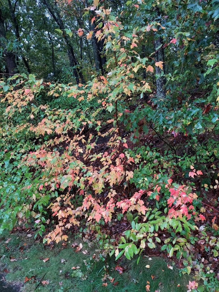 Fall color: a small maple at the edge of a hillside forest; the maple has turned red for the fall season but the trees behind and the growth and the grass in the foreground is still green, some of it is yellow. It is all wet with rain.